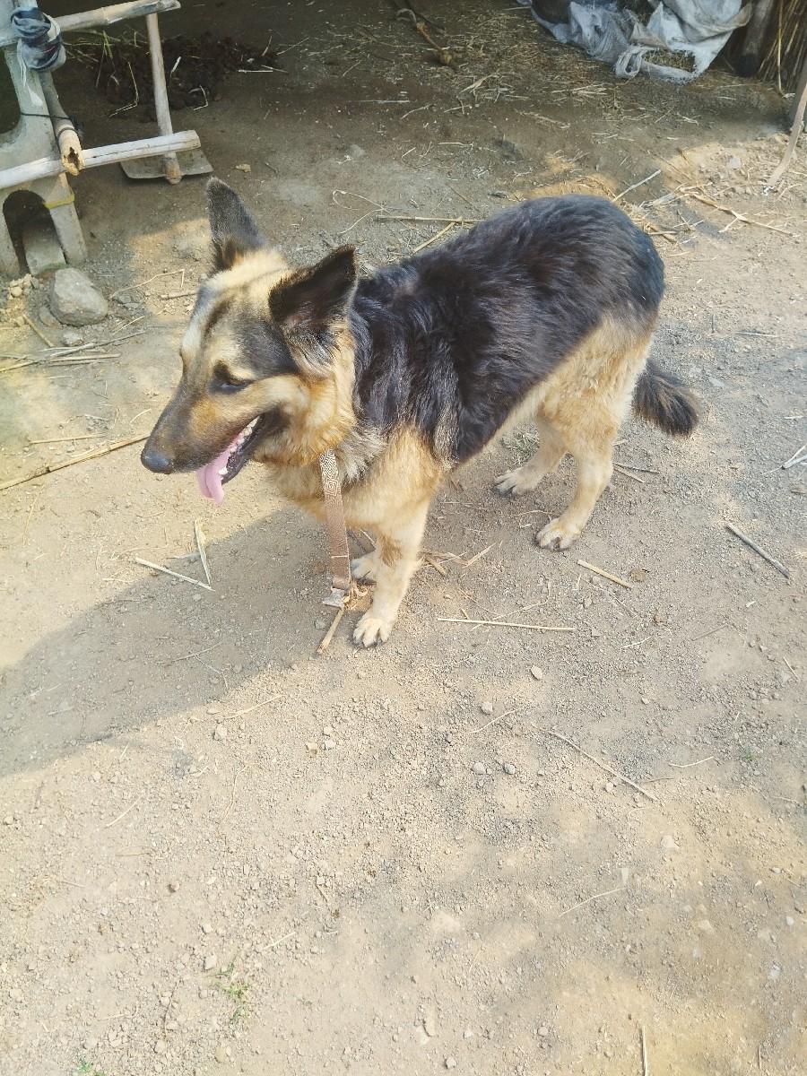 બ્રિટિંગ માટે જર્મન શેફર્ડ ડબલ કોટ