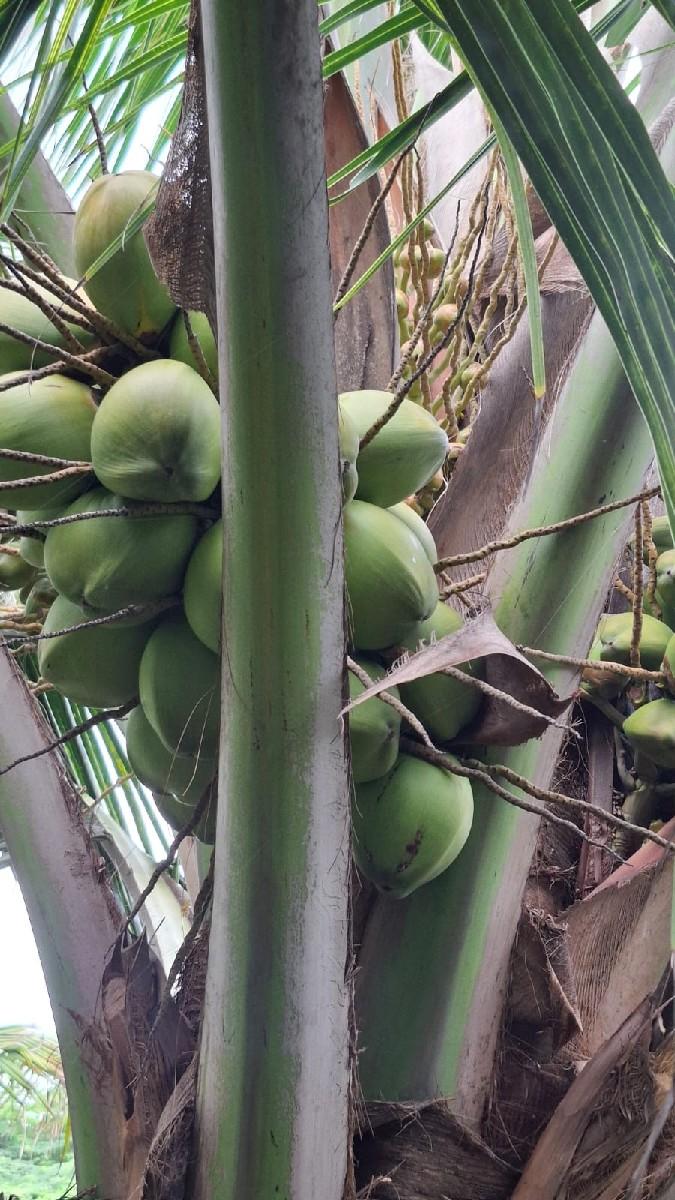 રોપ બનાવા નારિયાલી આપ વાની સે