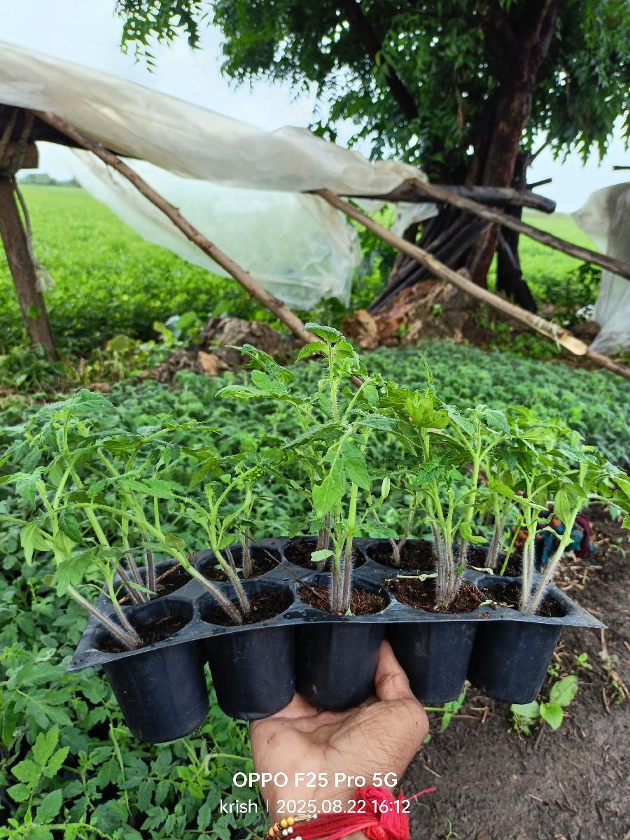 રોપ વેચવાનો છે