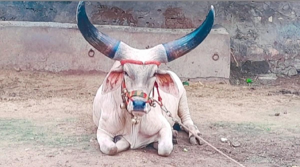 थंबनेल 2