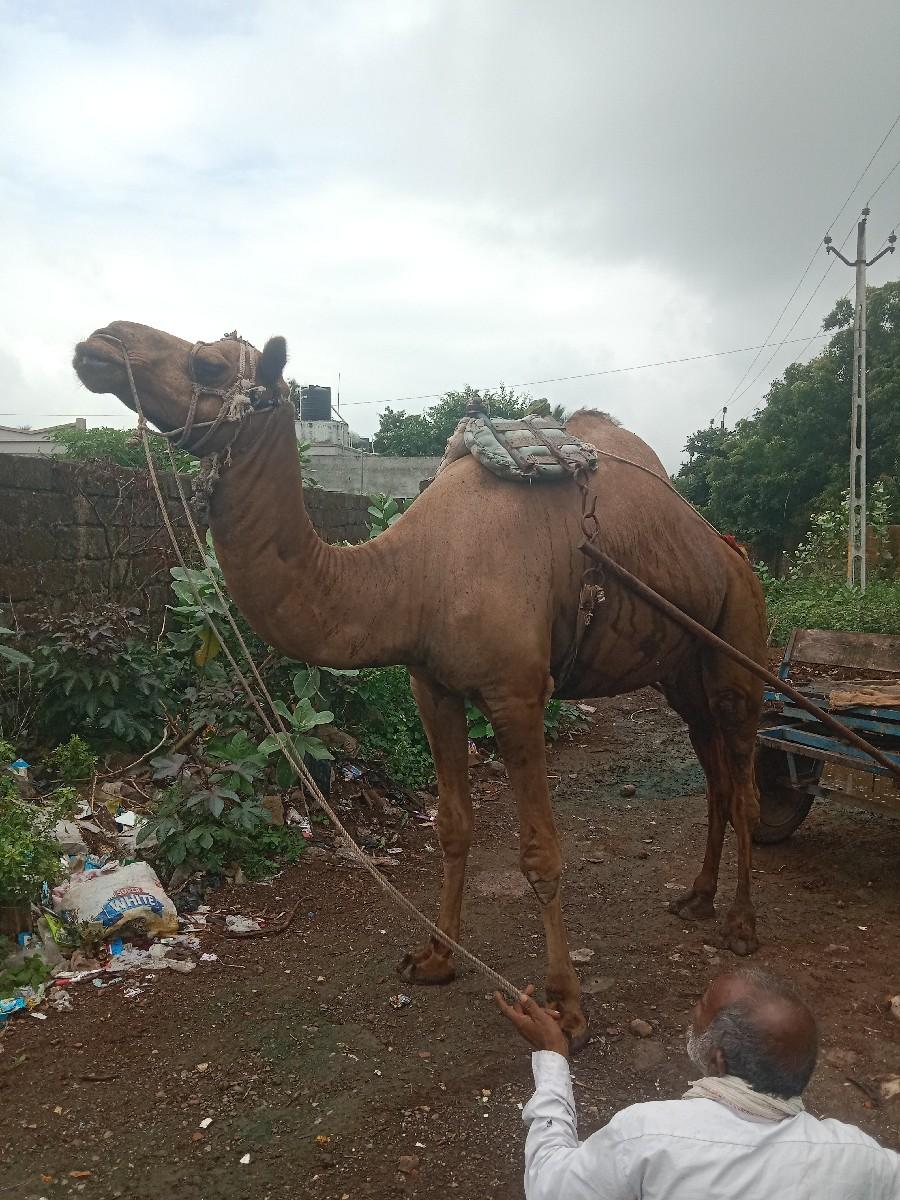 થંબનેલ 3