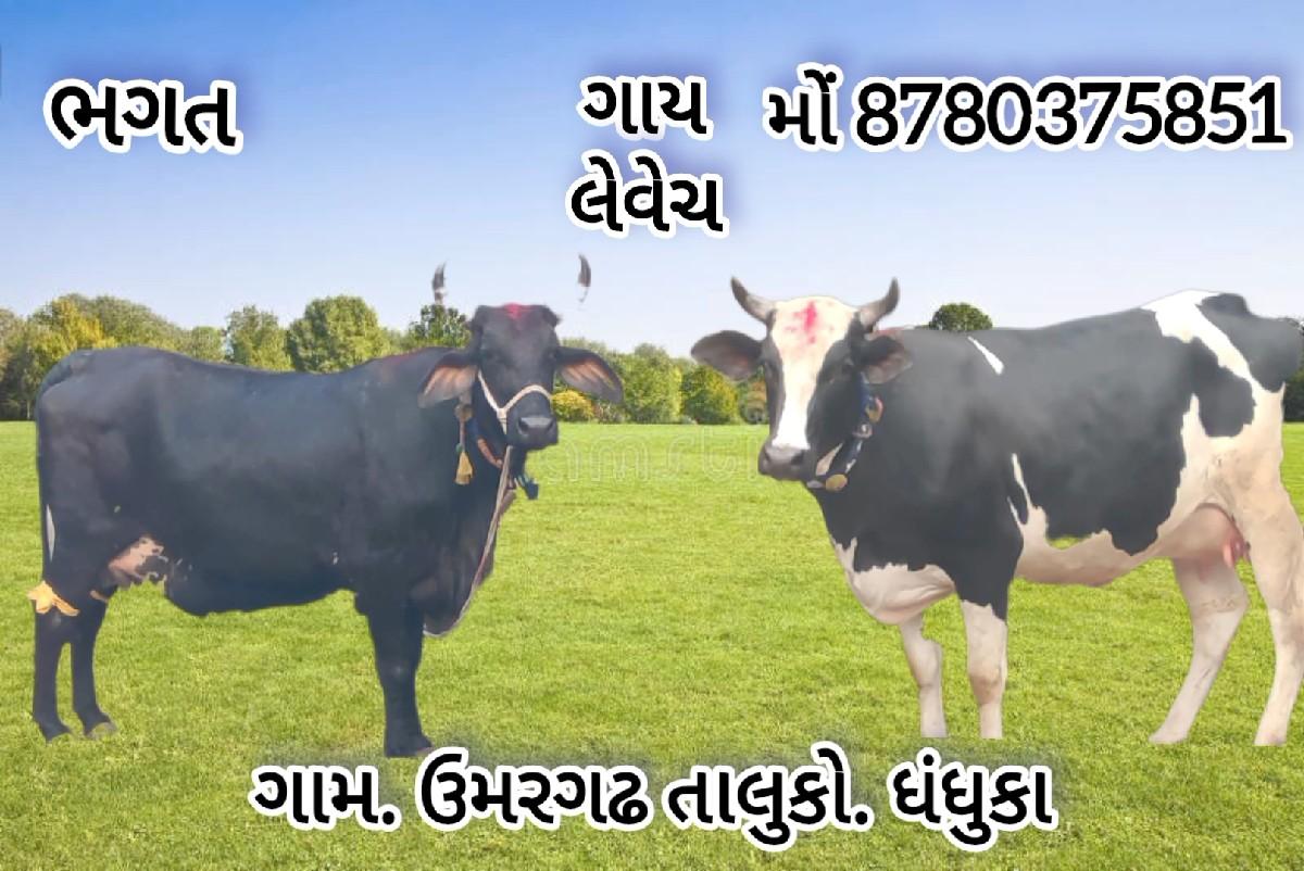 જર્સી ગાય