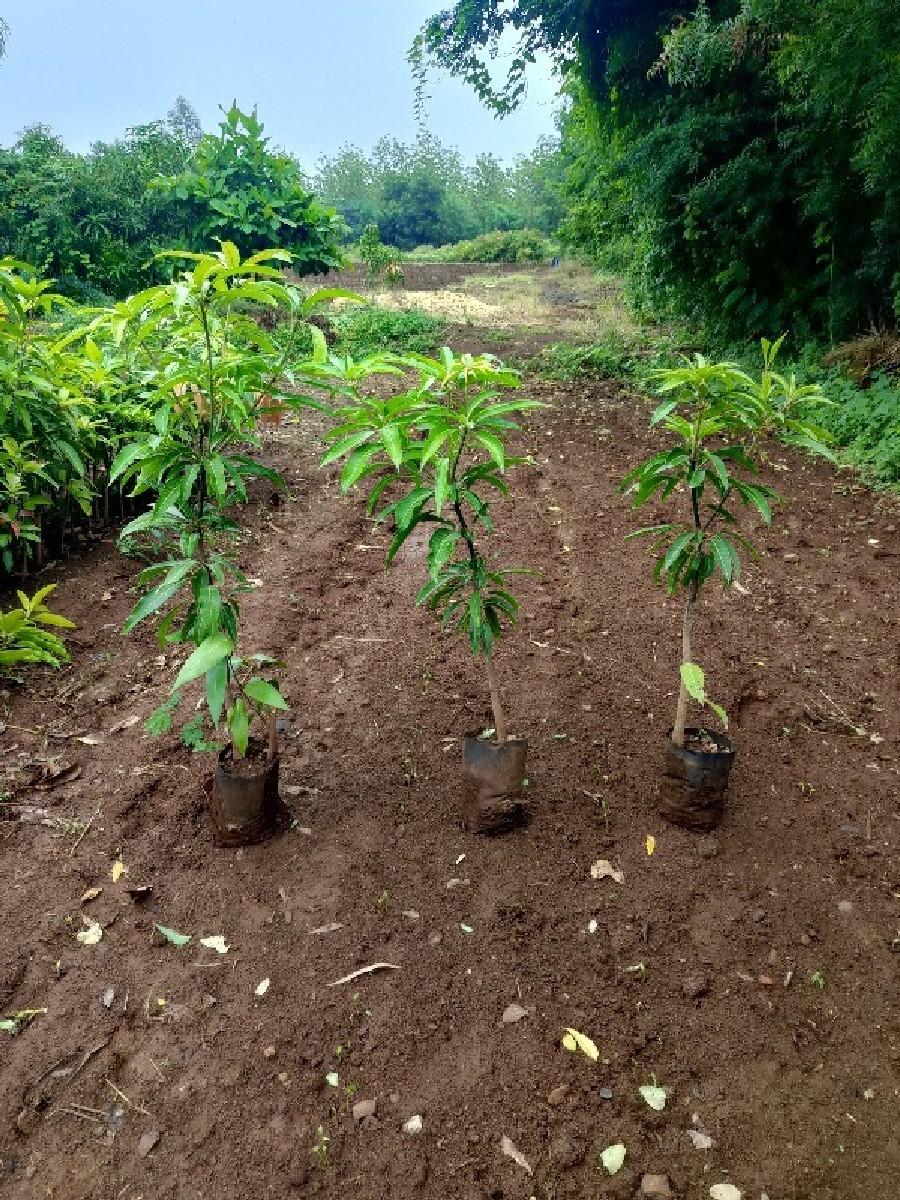 chamuda nursery