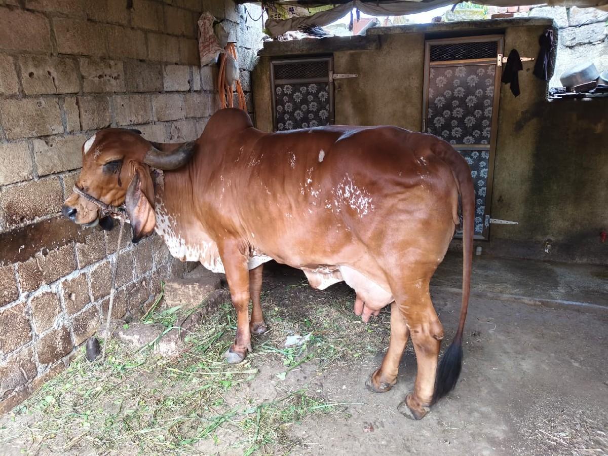 વેસવાનિસે