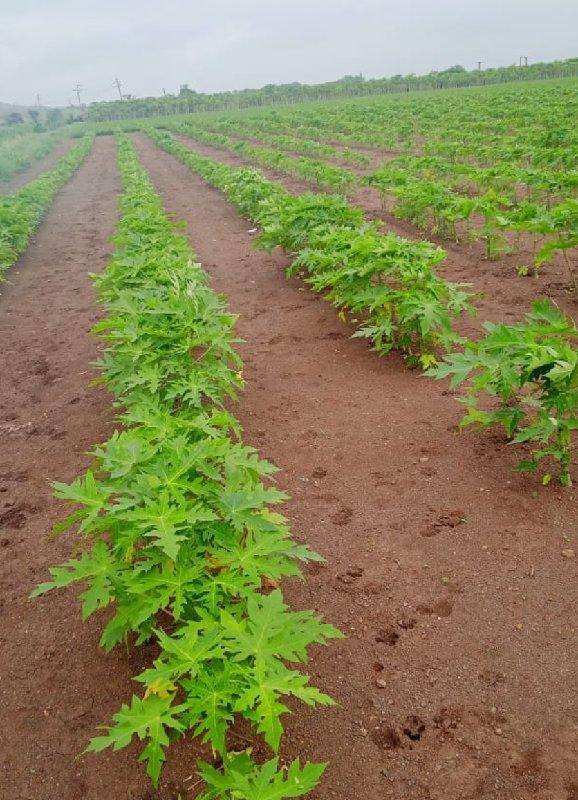 પોપિયાં નો રોપ વેચવાનો છે