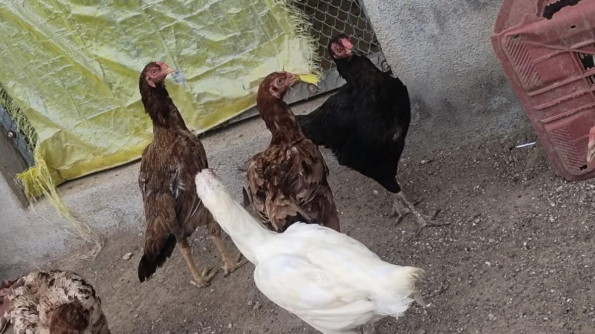 થંબનેલ 2