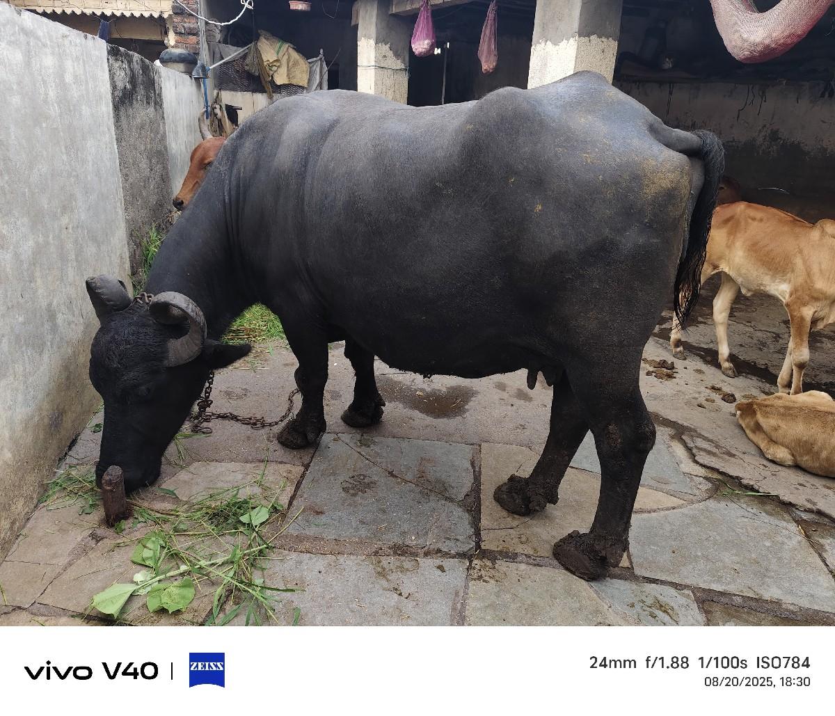 ભેંસ વેચવાની સે