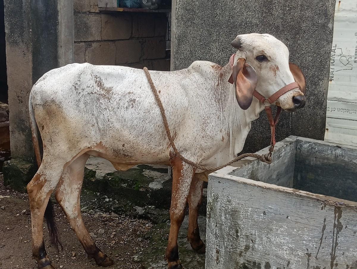 थंबनेल 3