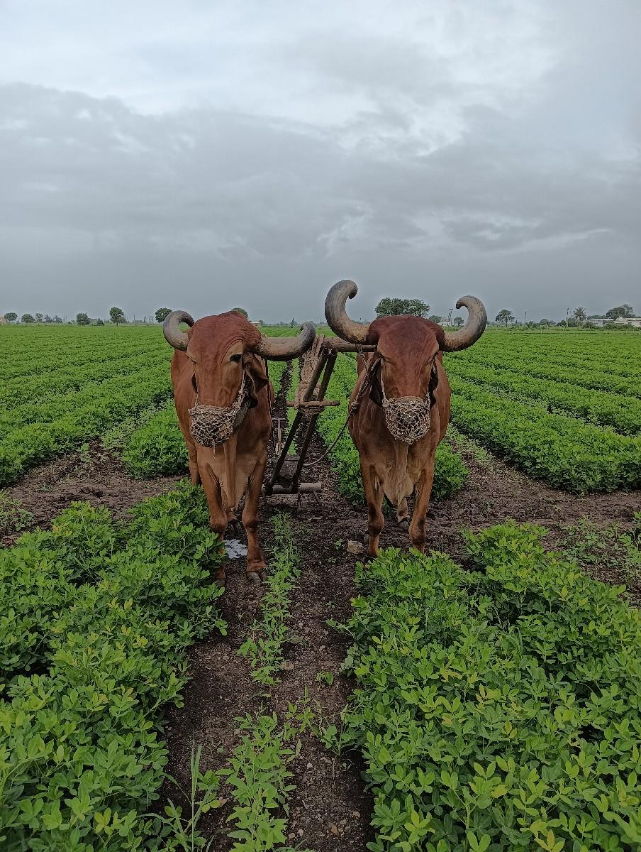 બળદ વાંચવાના છે