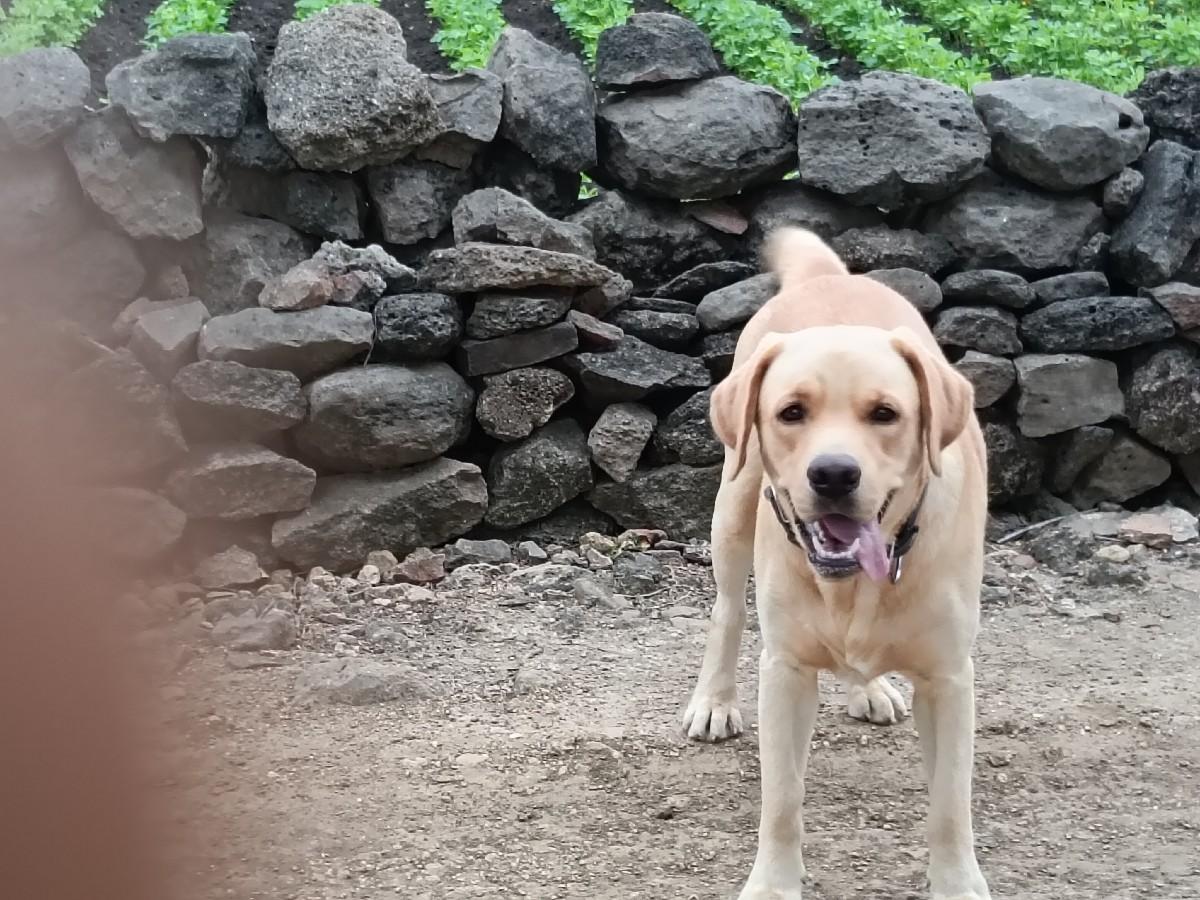 લેબરા ડોગ મેલ વેચવાનો છે