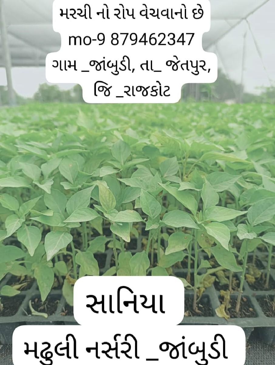 marchi  no rop vechavano che