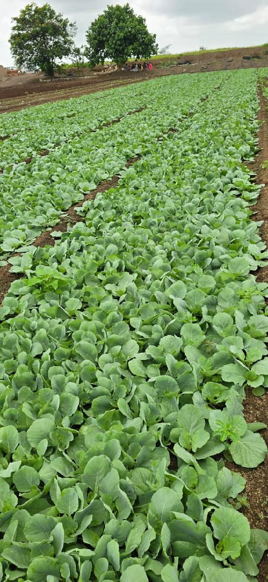 કોબી નો રોપ