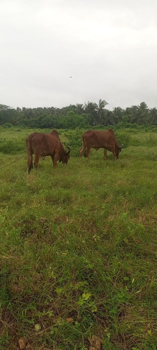 થંબનેલ 2