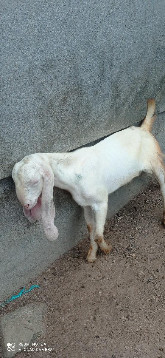 થંબનેલ 2