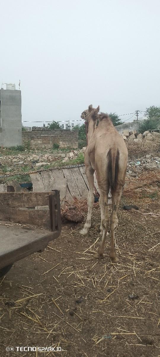 ઊંટ વેચવાનો છે