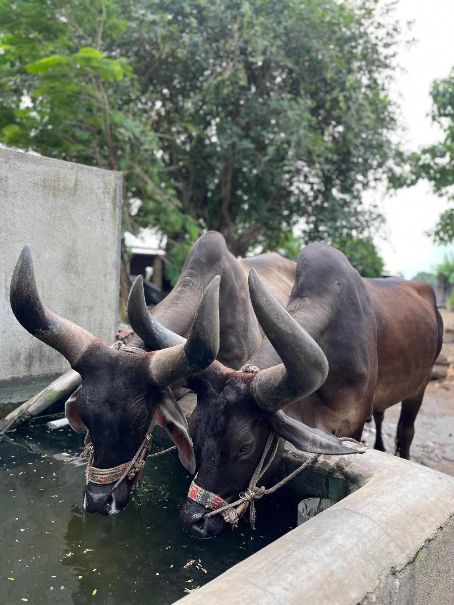 બળદ 3 ધર ના 
જાંબા  ,