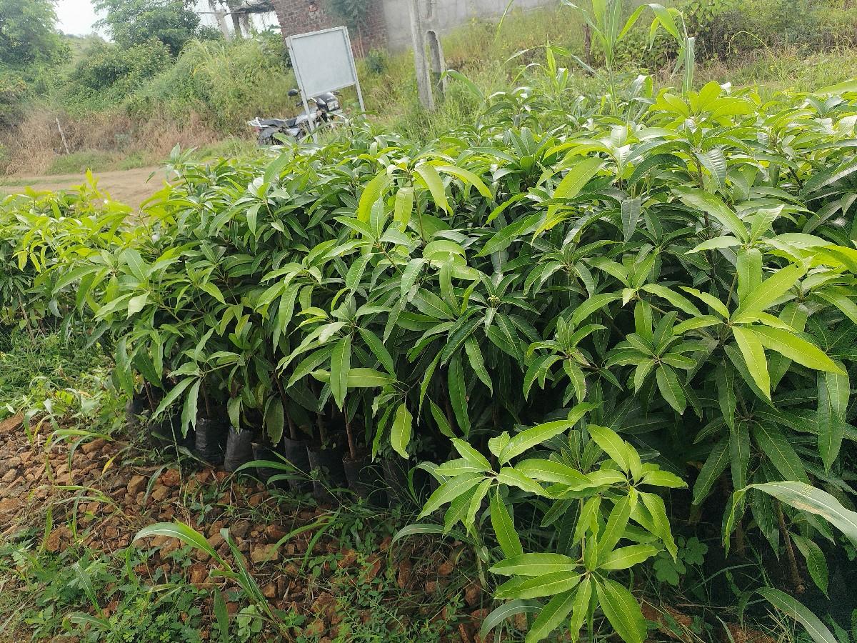 chamuda nursery