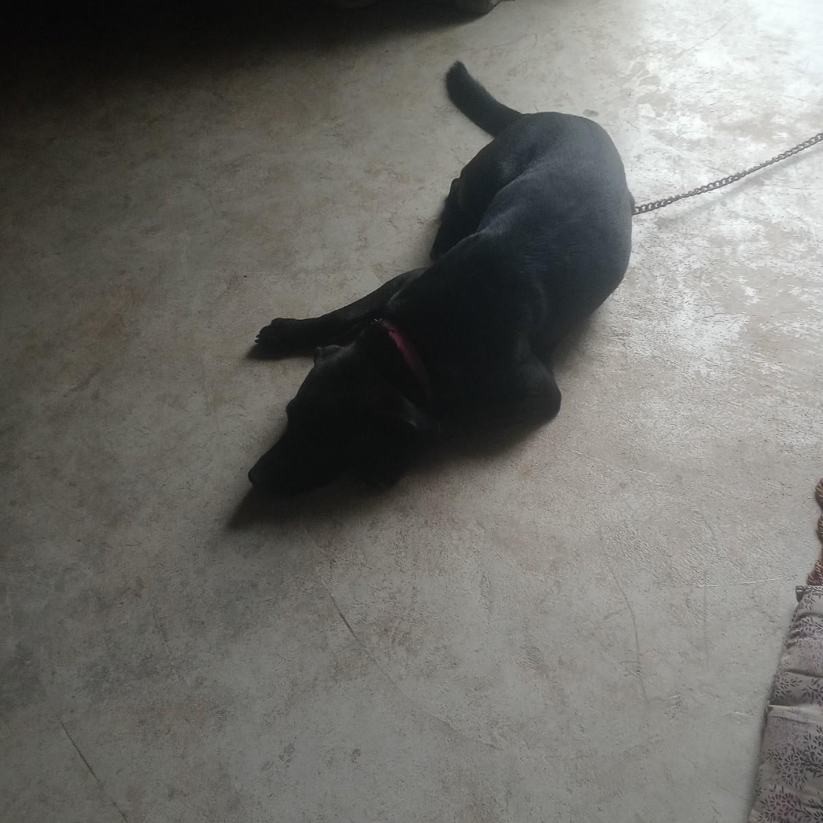 બેકલેબરા ડોગછે સાટાકરવાનાછે