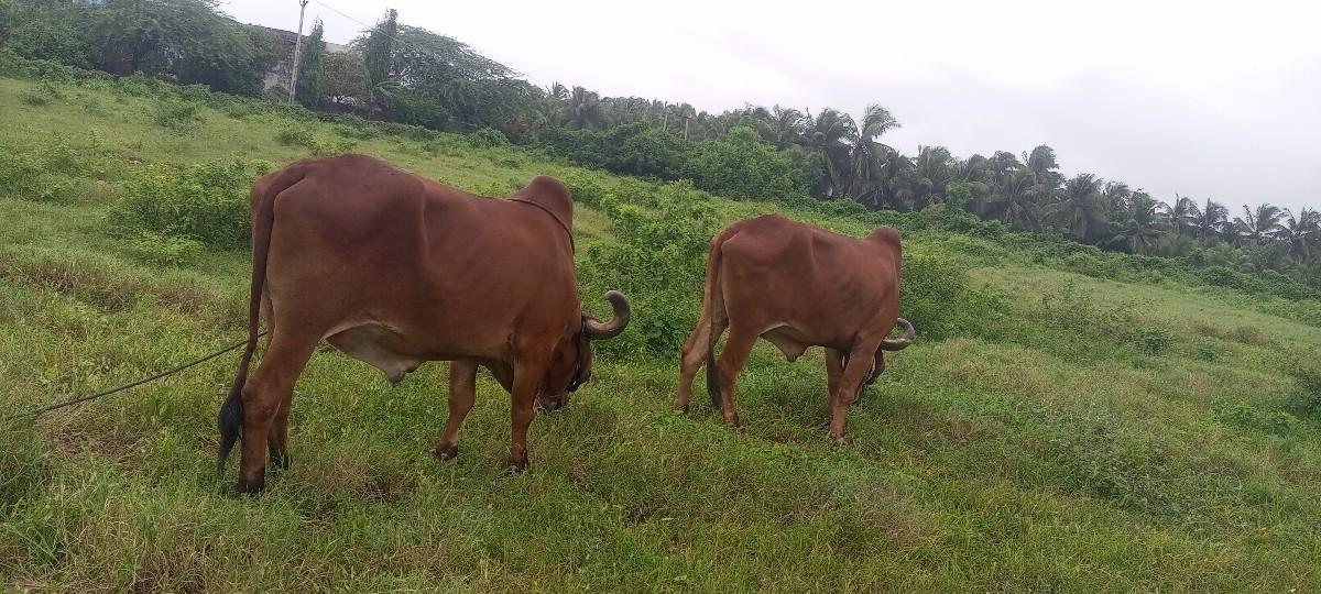 થંબનેલ 3