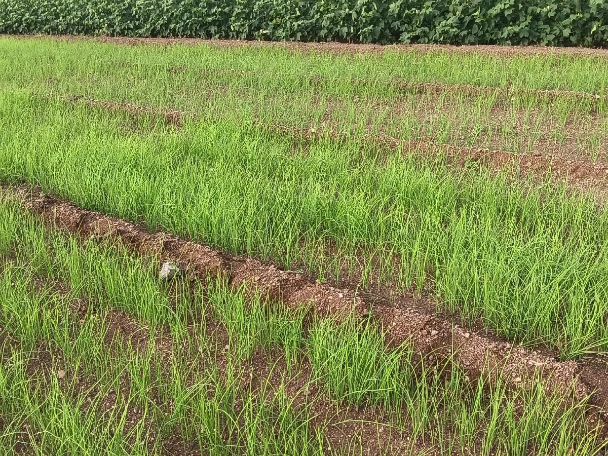 ડુંગરી નો રોપ વેચવા નો છે