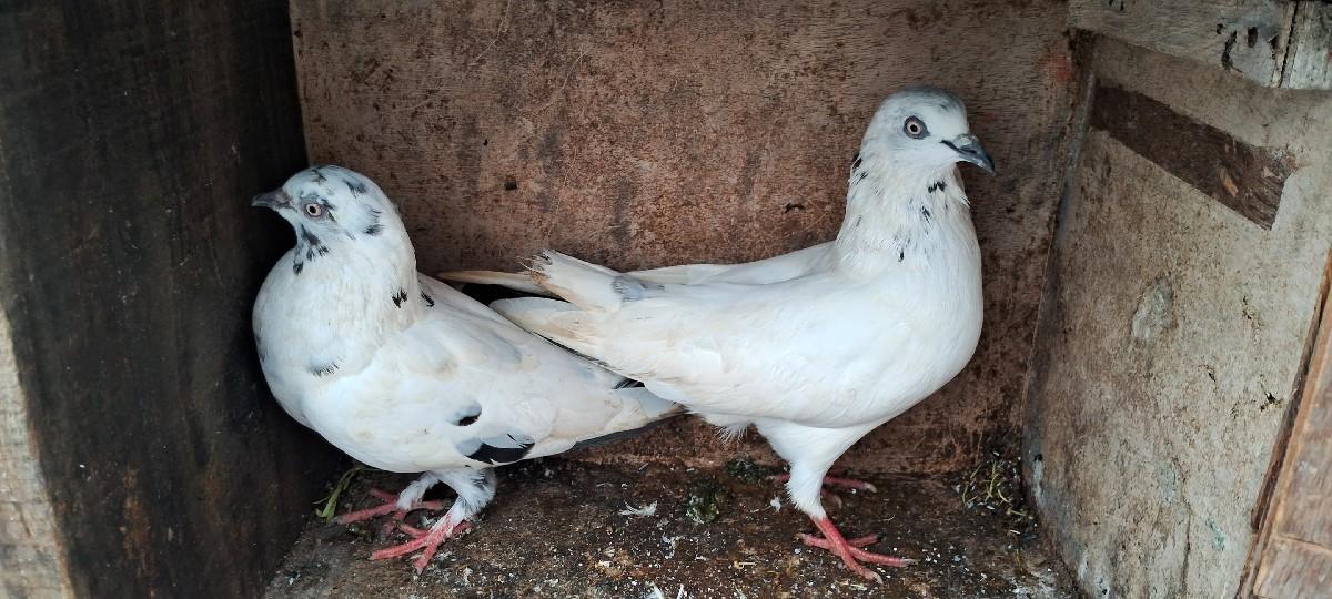 थंबनेल 2