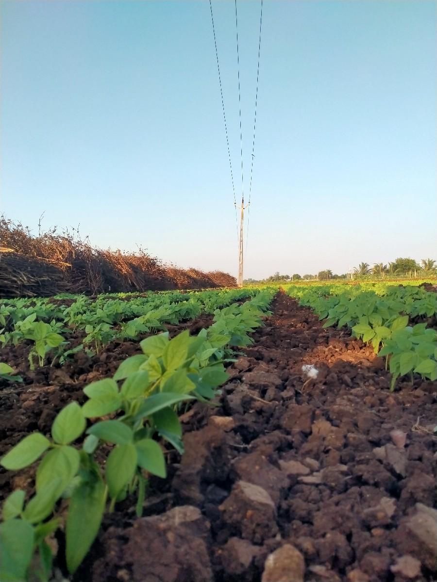 હાઇબ્રીડ વાલ