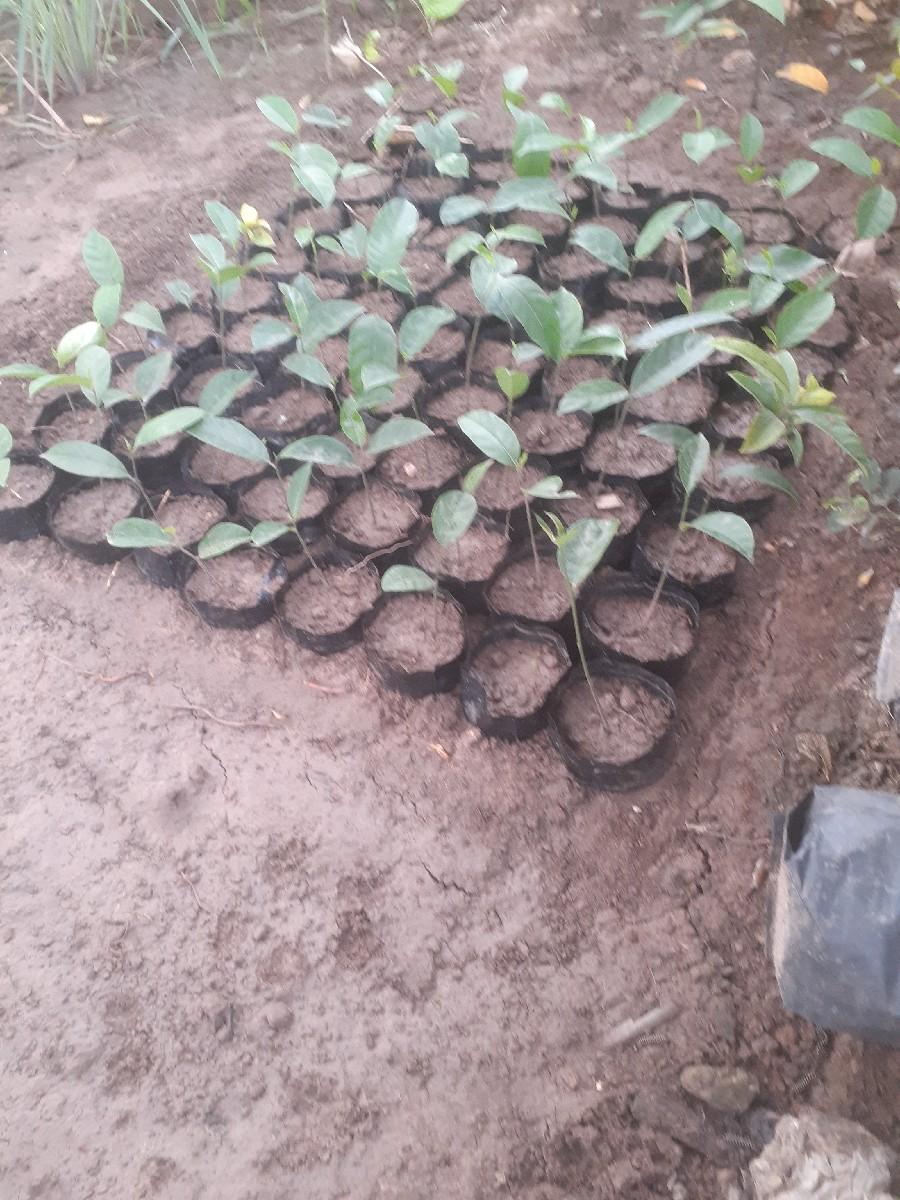 ફણસ ના રોપાવેસવાનાછે