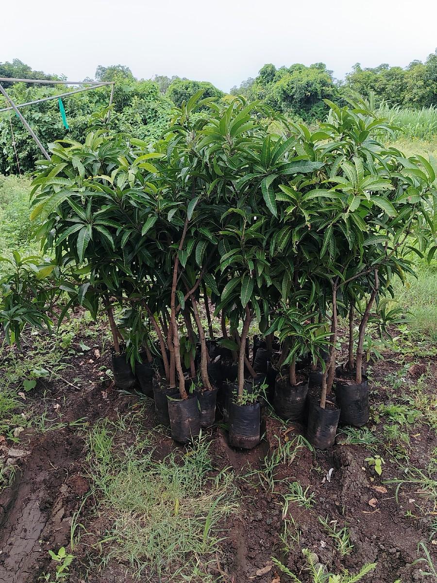 chamuda nursery