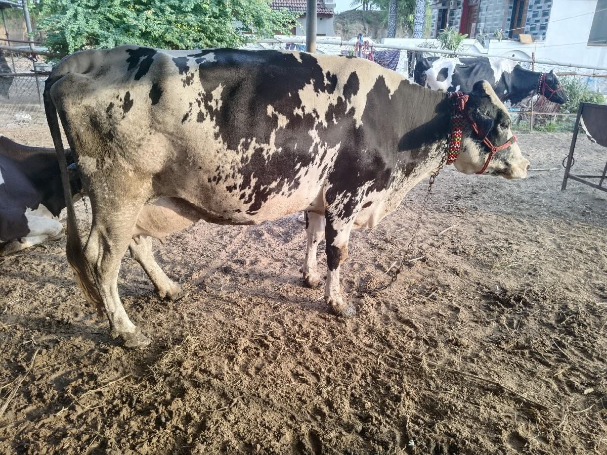 ગાય વેચવાની છે ચાર