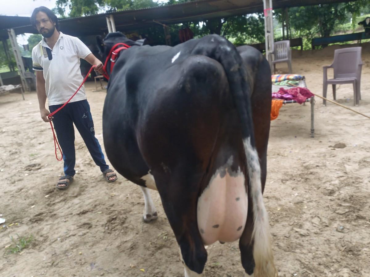 બીજું વેધર ગાભણ