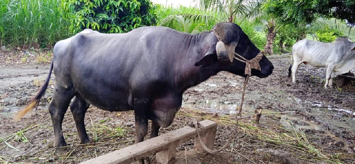 થંબનેલ 3