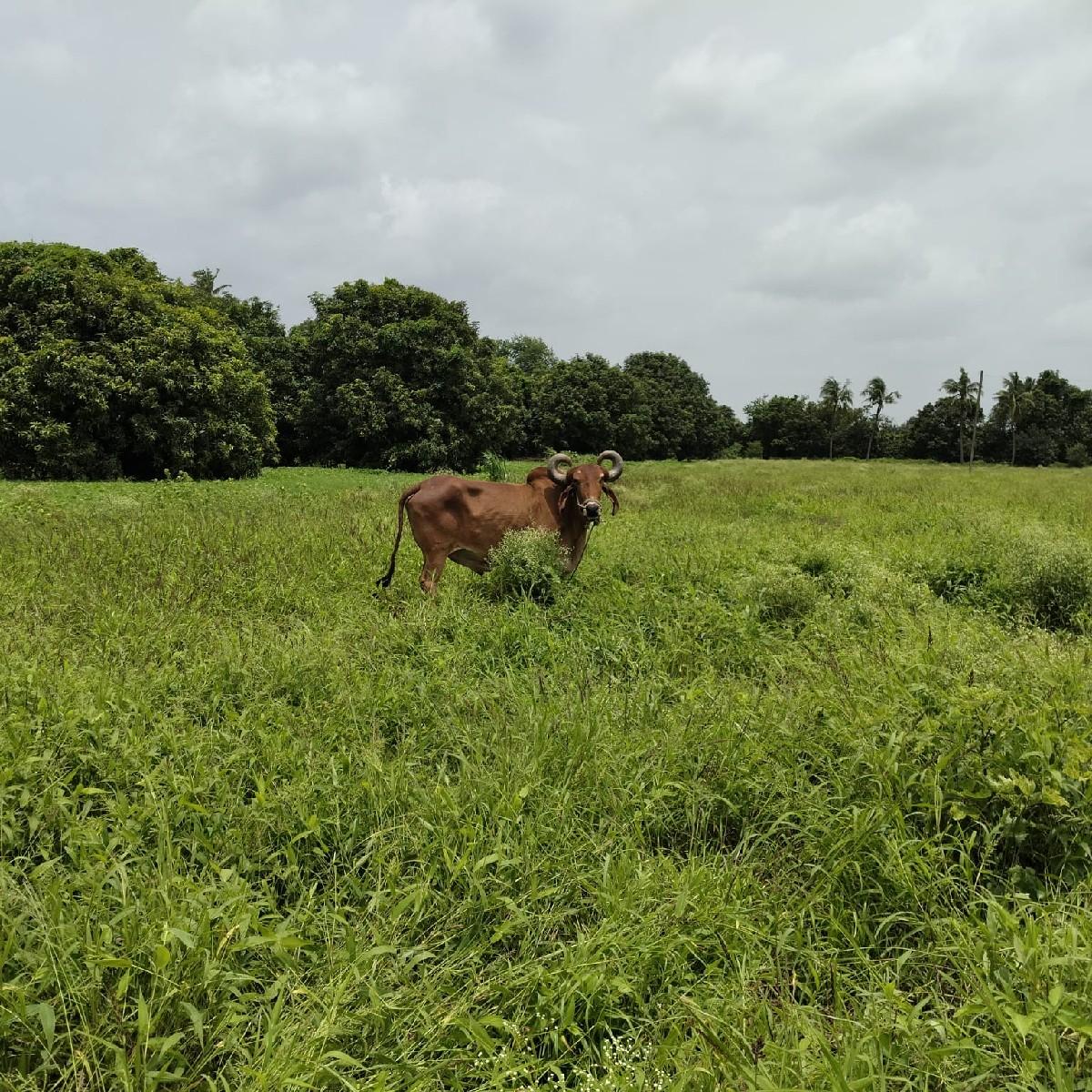 બળદ વેચવાના છે