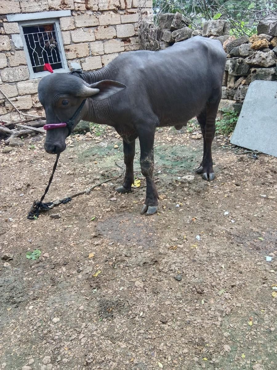 થંબનેલ 3