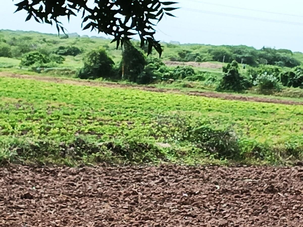jamine vechavani che.16.5 vigha