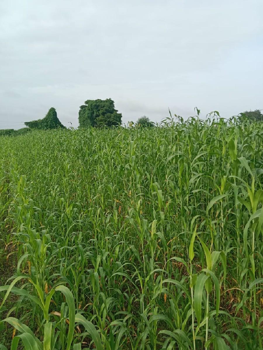 દેશી લીલી જુવાર