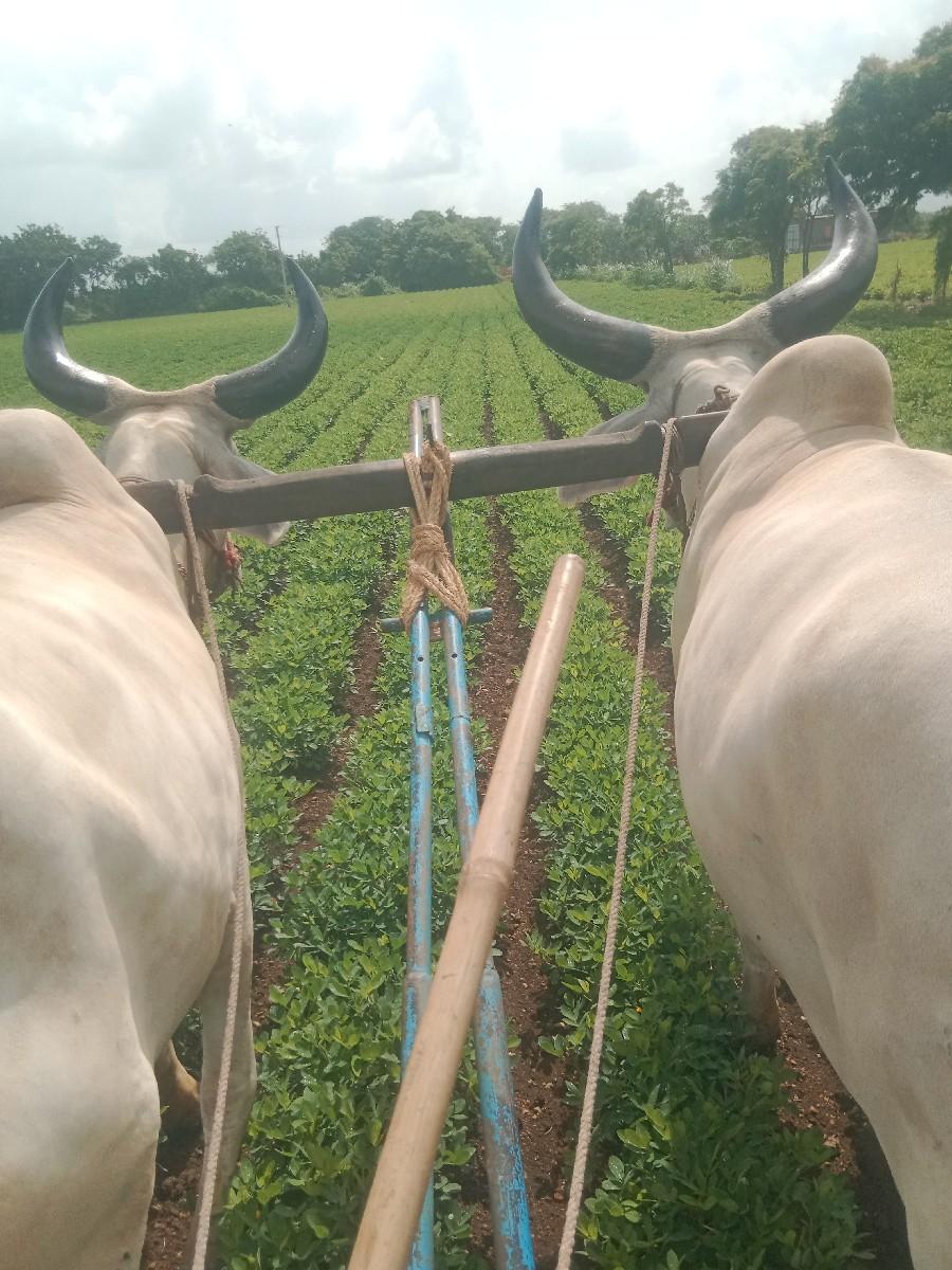 એક વાવણી કરી