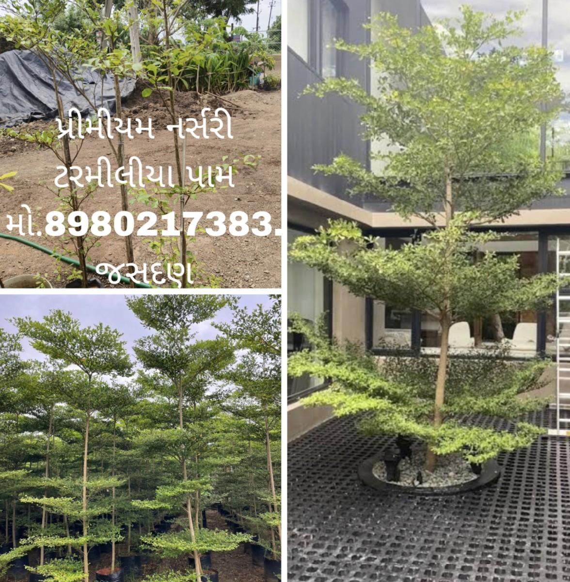 थंबनेल 4