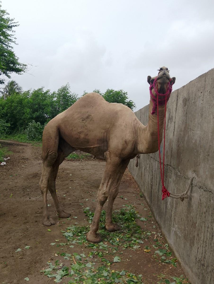 ઊંટ વેચવા નો છે