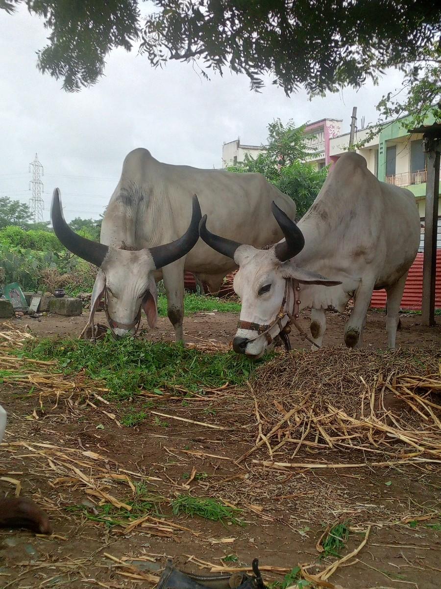 થંબનેલ 3