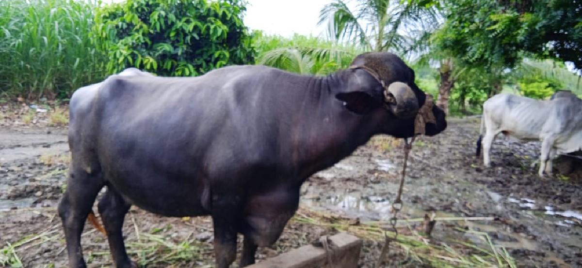 ભેંસ વેચવાની છે