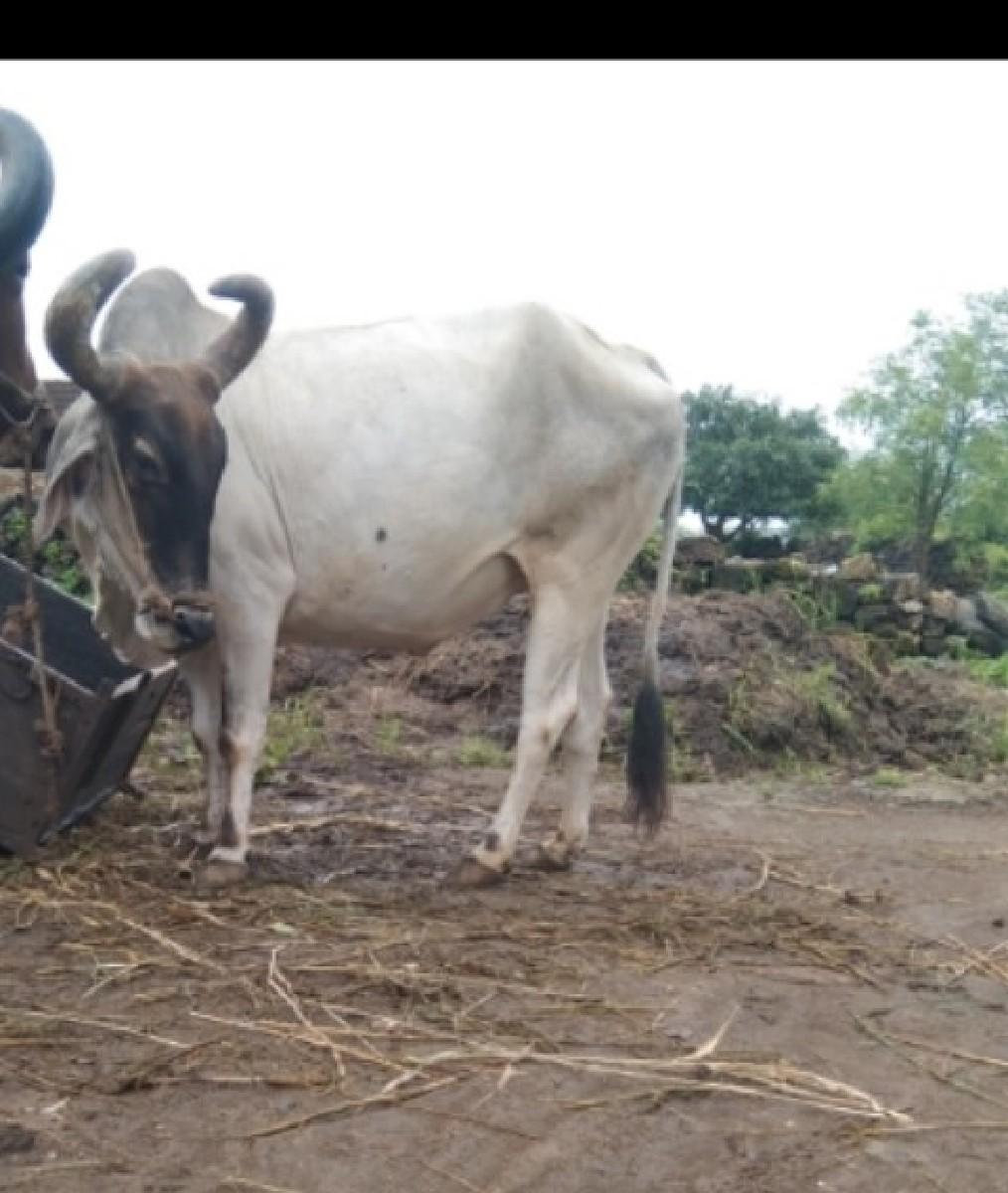 બળદ વેસવનો શે ૩ જી ધર નો શે