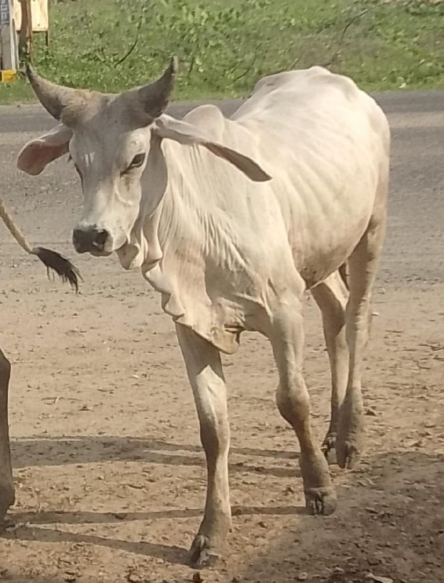 સારા વઢીયારા વાછડા બળદ લેવા માટે