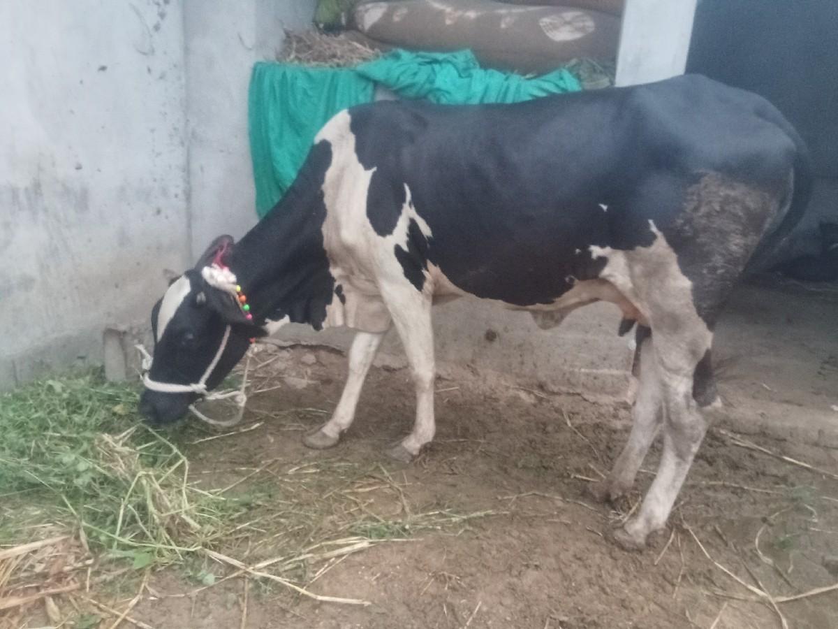 જર્સી ક્રોસ પેલુવેતર સાતમા ગીર