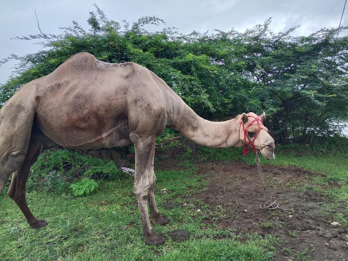 થંબનેલ 3