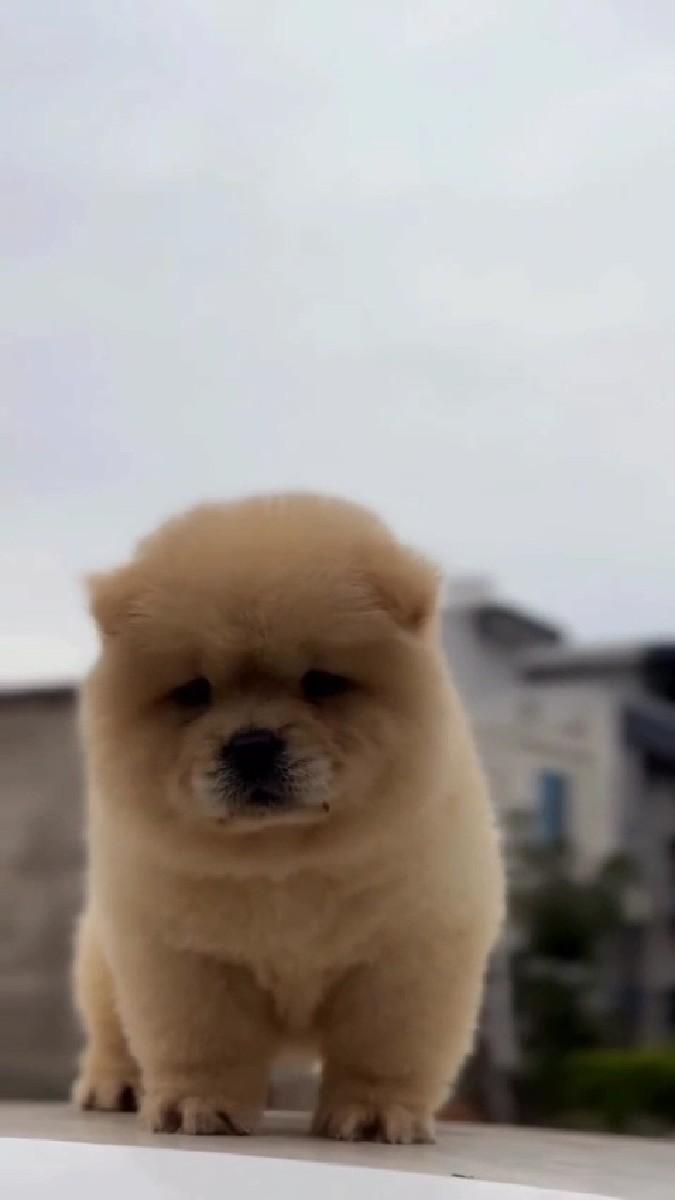 chow chow female