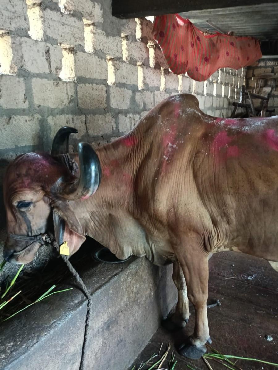 બળદ વેચવાનો છે