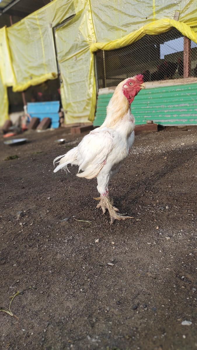 અસીલ મુર્ગા મુર્ગી