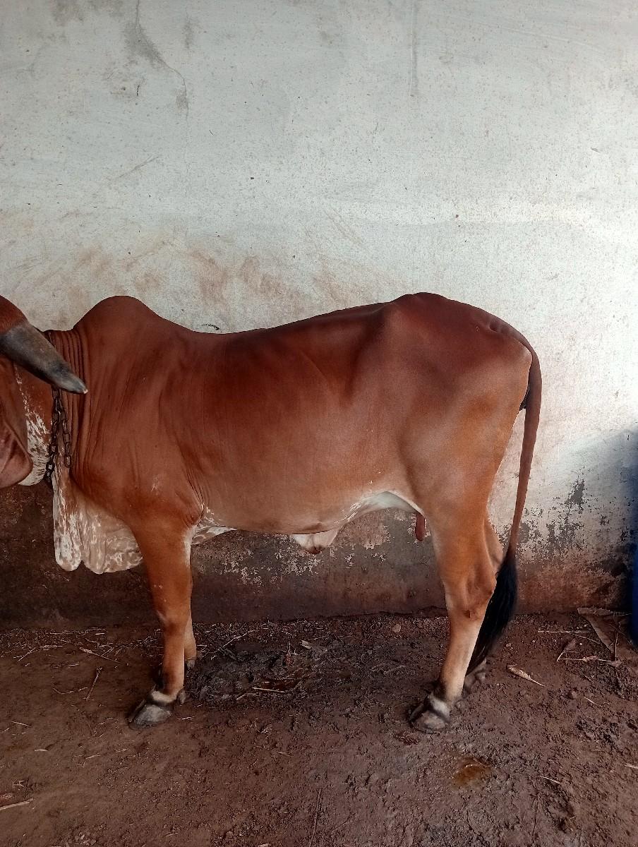 થંબનેલ 3