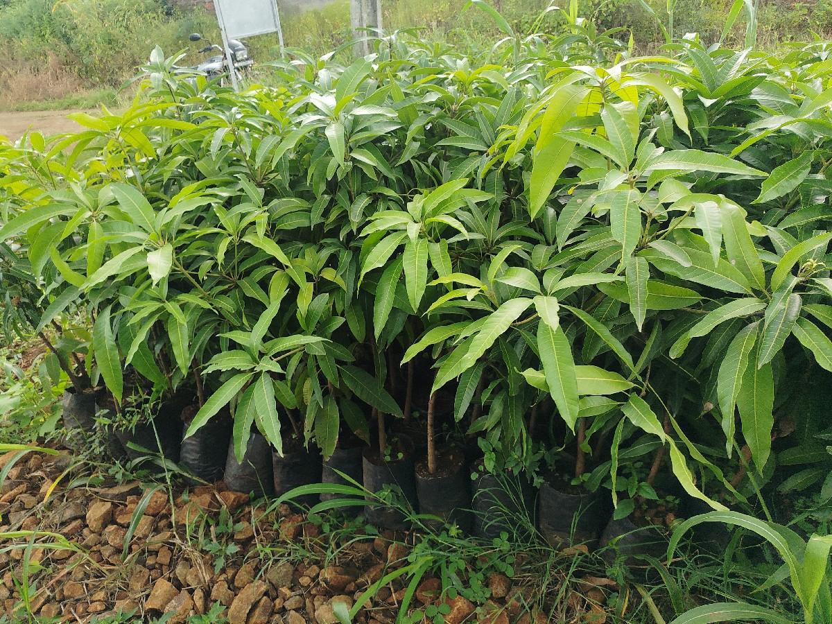 chamuda nursery
