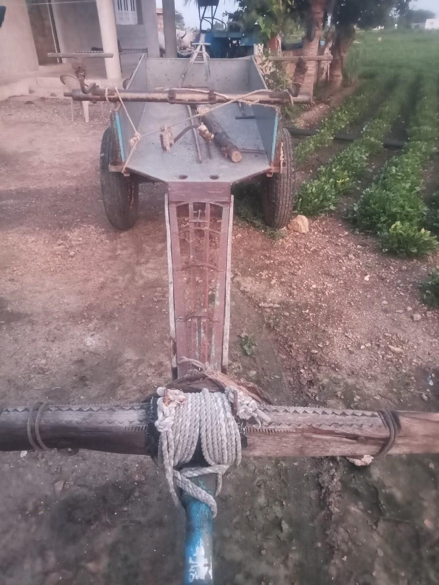 રકડો વેશવાનો શે